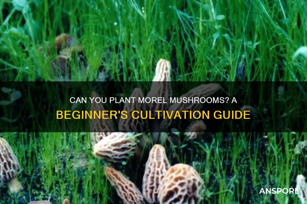 can u plant morel mushrooms