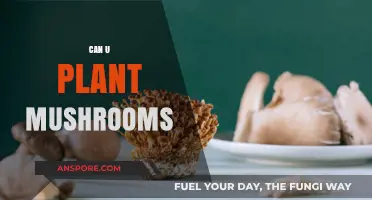 Can You Plant Mushrooms? A Beginner's Guide to Growing Fungi