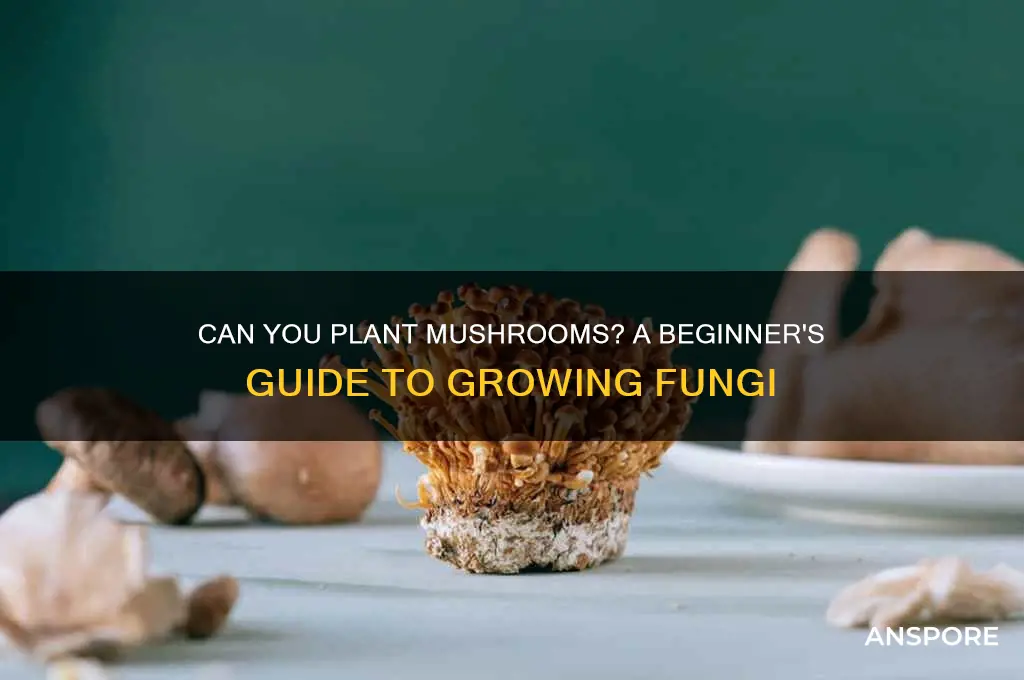 can u plant mushrooms