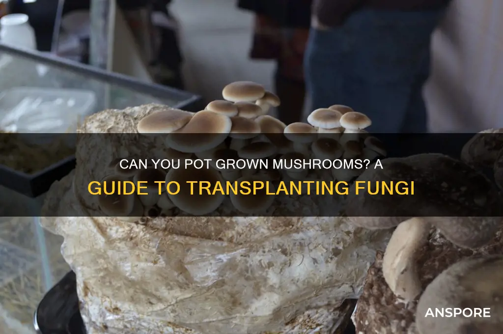 can u pot a grown mushrooms