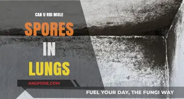 Removing Mole Spores from Lungs: Effective Treatments and Prevention Tips