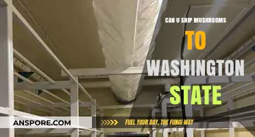 Shipping Mushrooms to Washington State: Legalities and Logistics Explained