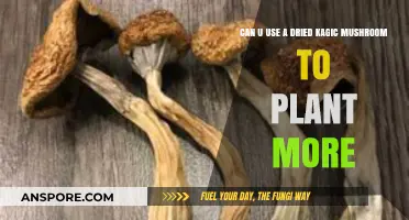 Growing Magic Mushrooms from Dried Spores: Is It Possible?