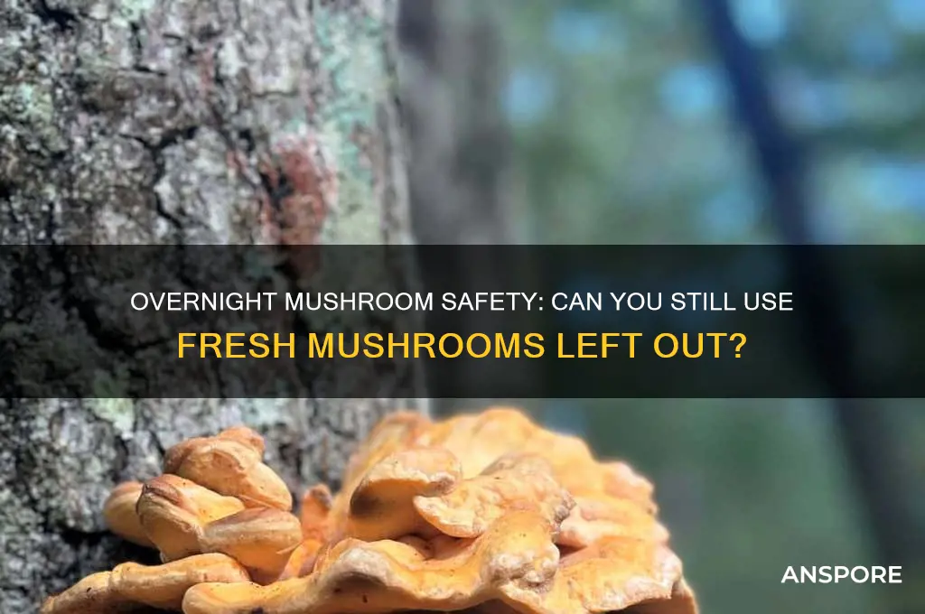 can u use fresh mushrooms that were left out overnight
