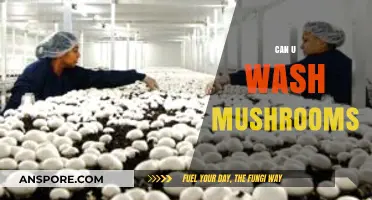 Can You Wash Mushrooms? A Guide to Cleaning Fungi Safely