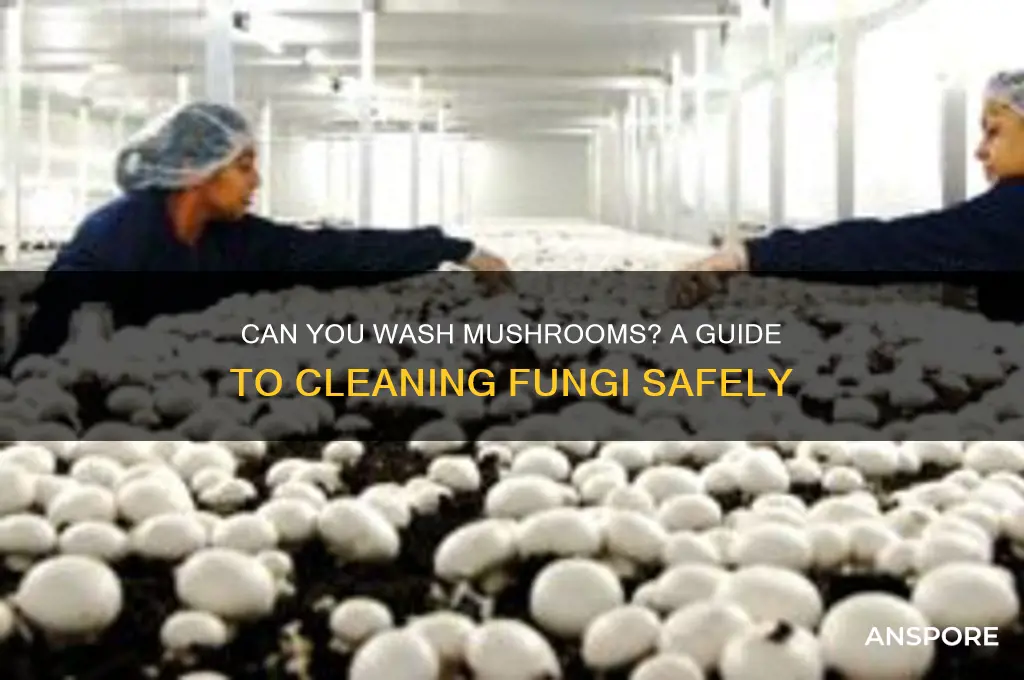 can u wash mushrooms
