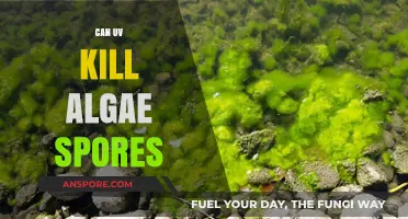 UV Light's Power: Can It Effectively Kill Algae Spores?