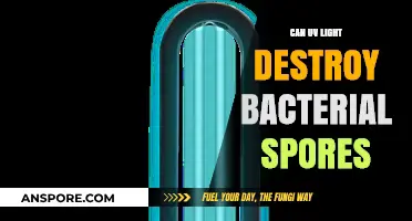UV Light's Power: Can It Destroy Bacterial Spores Effectively?