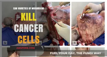 Mushrooms' Anticancer Potential: Can Varieties Kill Cancer Cells?