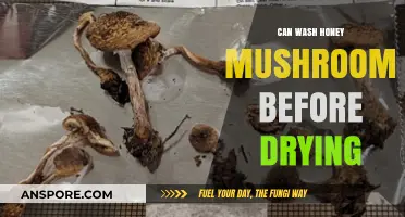 Should You Wash Honey Mushrooms Before Drying? Expert Tips