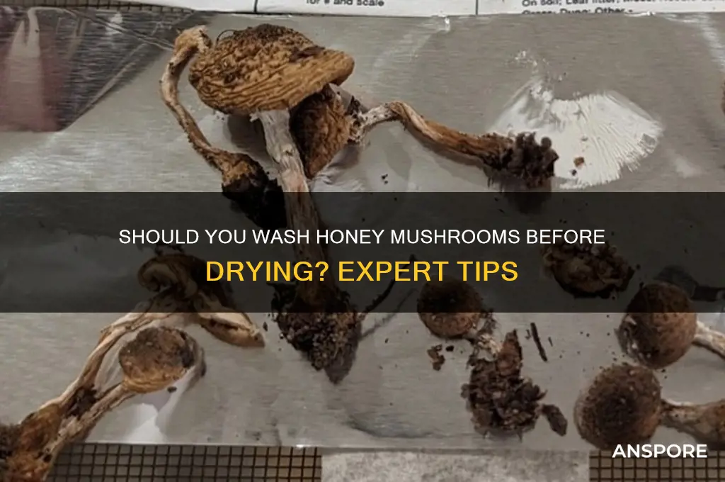 can wash honey mushrooms before drying