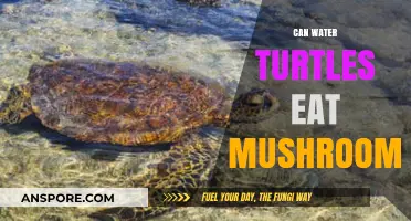 Can Water Turtles Safely Eat Mushrooms? A Dietary Guide