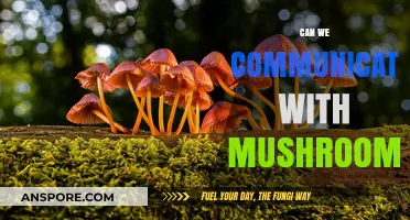 Exploring the Possibility of Communicating with Mushrooms: A Mycelial Mystery