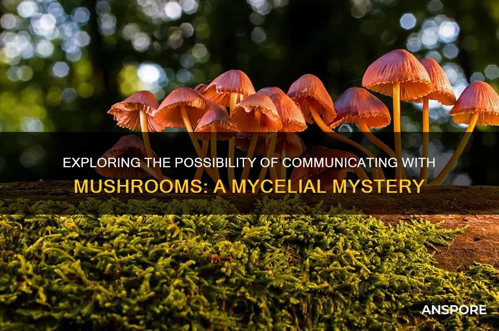 can we communicate with mushrooms