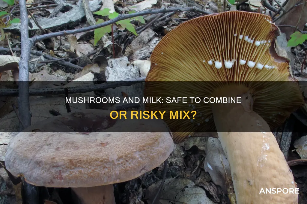 can we drink milk after eating mushroom