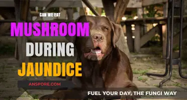 Mushrooms and Jaundice: Safe to Eat or Best Avoided?