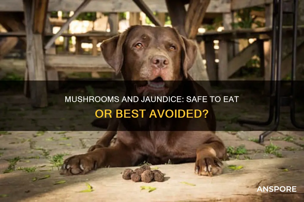 can we eat mushroom during jaundice