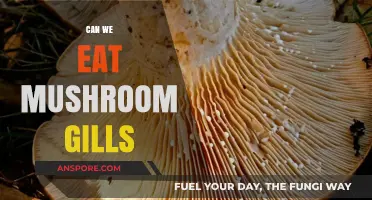 Can We Eat Mushroom Gills? Exploring Edibility and Safety Tips