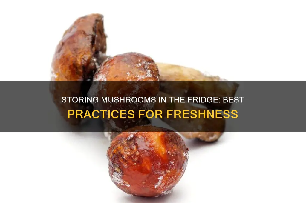can we store mushroom in fridge