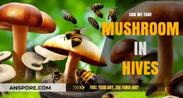 Mushrooms in Beehives: Benefits, Risks, and Safe Practices Explained