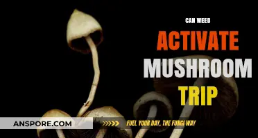 Weed and Mushrooms: Can Cannabis Enhance or Trigger a Trip?