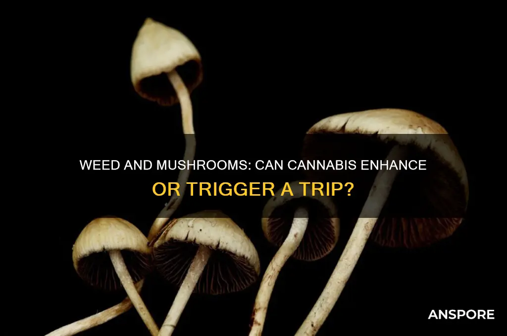 can weed activate mushroom trip
