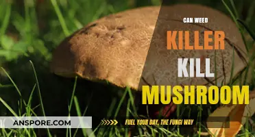 Weed Killer vs. Mushrooms: Uncovering the Truth About Fungal Fate