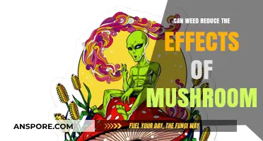 Weed and Mushrooms: Can Cannabis Counteract Psychedelic Effects?