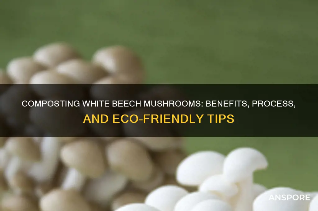 can white beech mushrooms compost