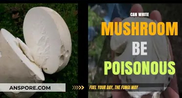 Are White Mushrooms Safe? Identifying Potential Poisonous Varieties