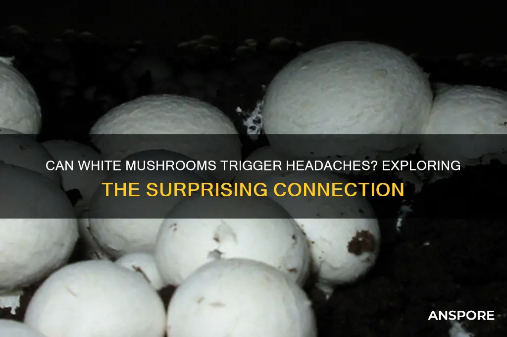 can white mushrooms cause headaches