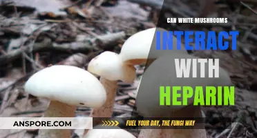 White Mushrooms and Heparin: Potential Interactions and Safety Concerns