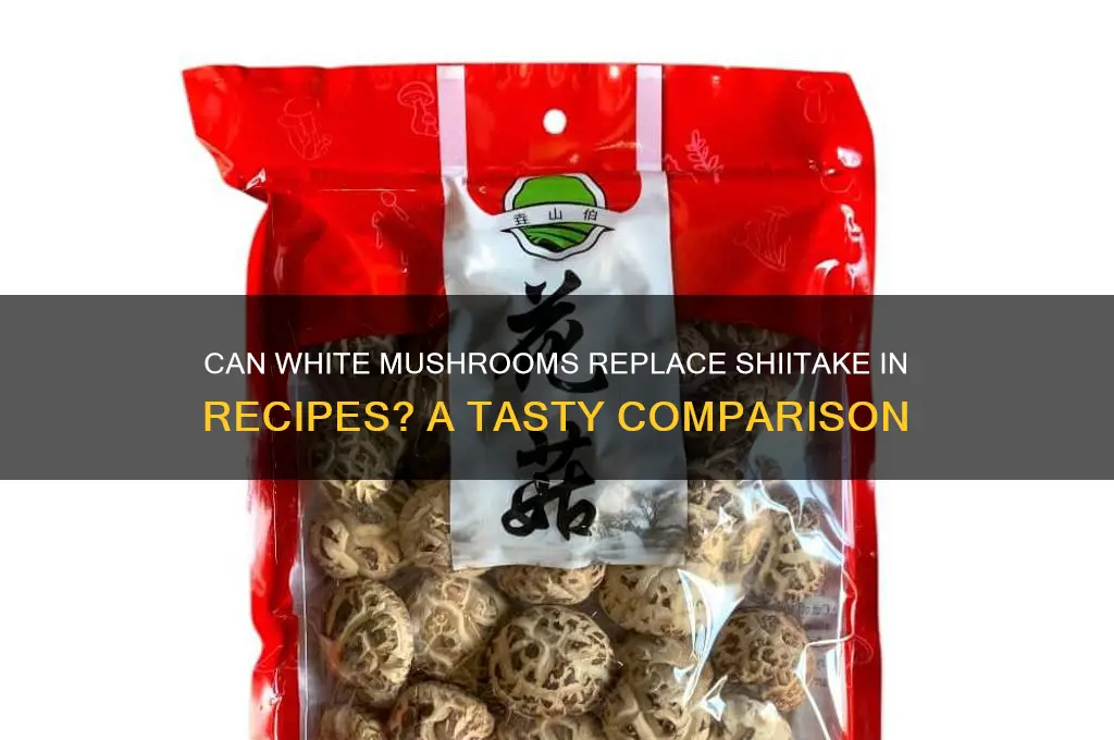 can white mushrooms replace shiitake mushroom