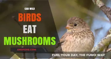 Can Wild Birds Safely Eat Mushrooms? A Comprehensive Guide