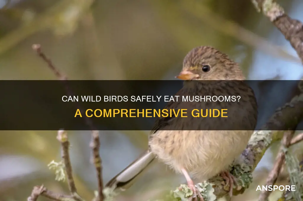 can wild birds eat mushrooms