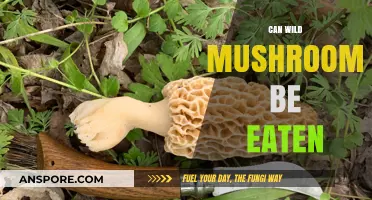 Exploring Edible Wild Mushrooms: Safe Consumption Tips and Risks
