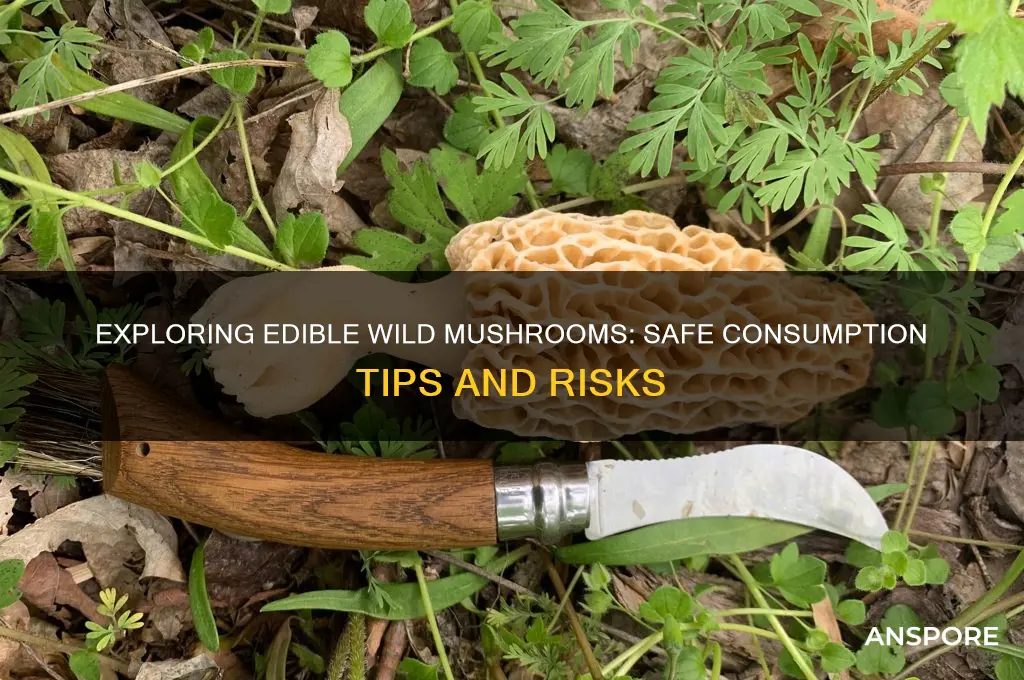 can wild mushrooms be eaten