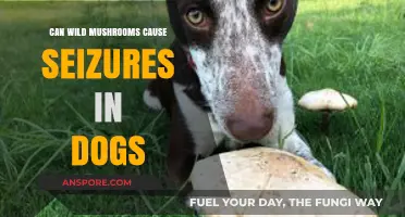 Wild Mushrooms and Dogs: Seizure Risks and Prevention Tips