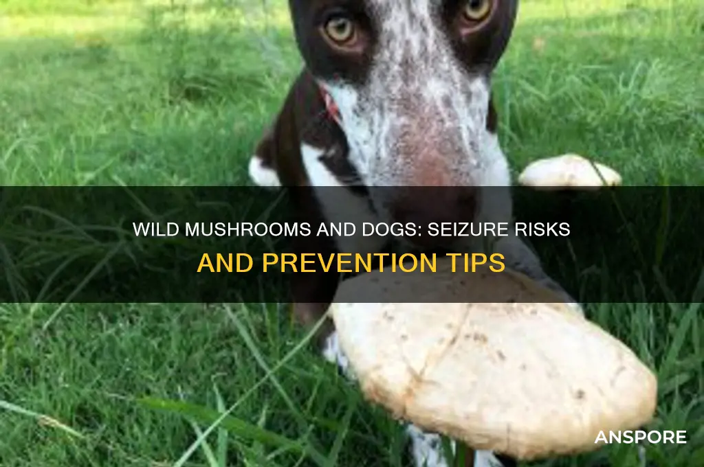 can wild mushrooms cause seizures in dogs