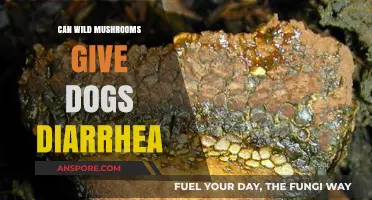 Can Wild Mushrooms Cause Diarrhea in Dogs? Risks Explained