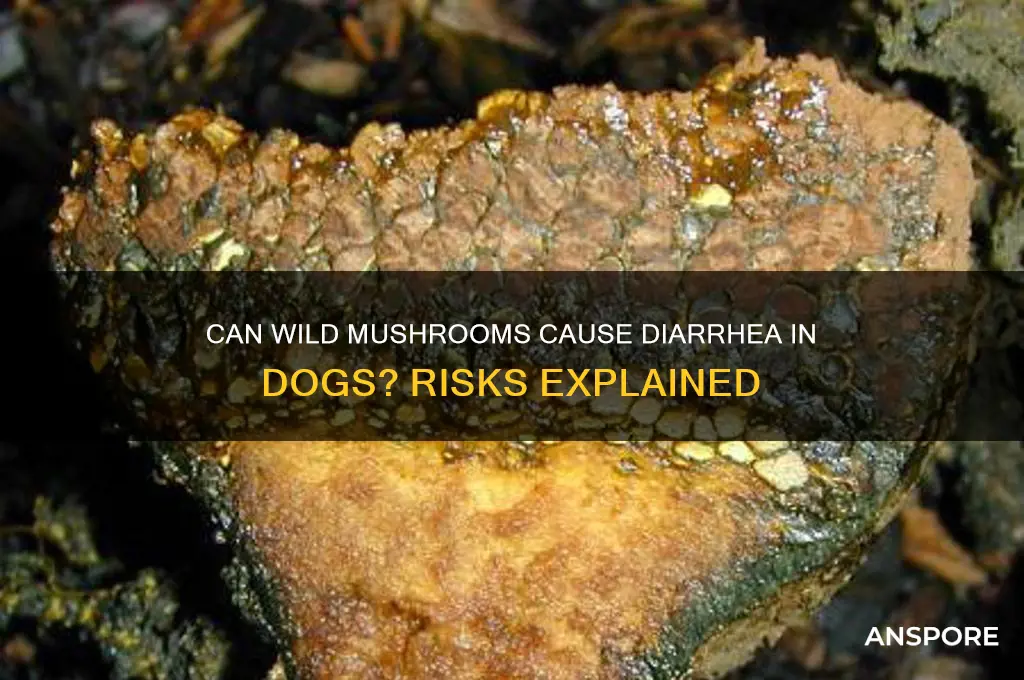 can wild mushrooms give dogs diarrhea
