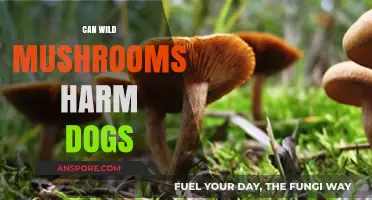 Wild Mushrooms and Dogs: Potential Dangers and Safety Tips