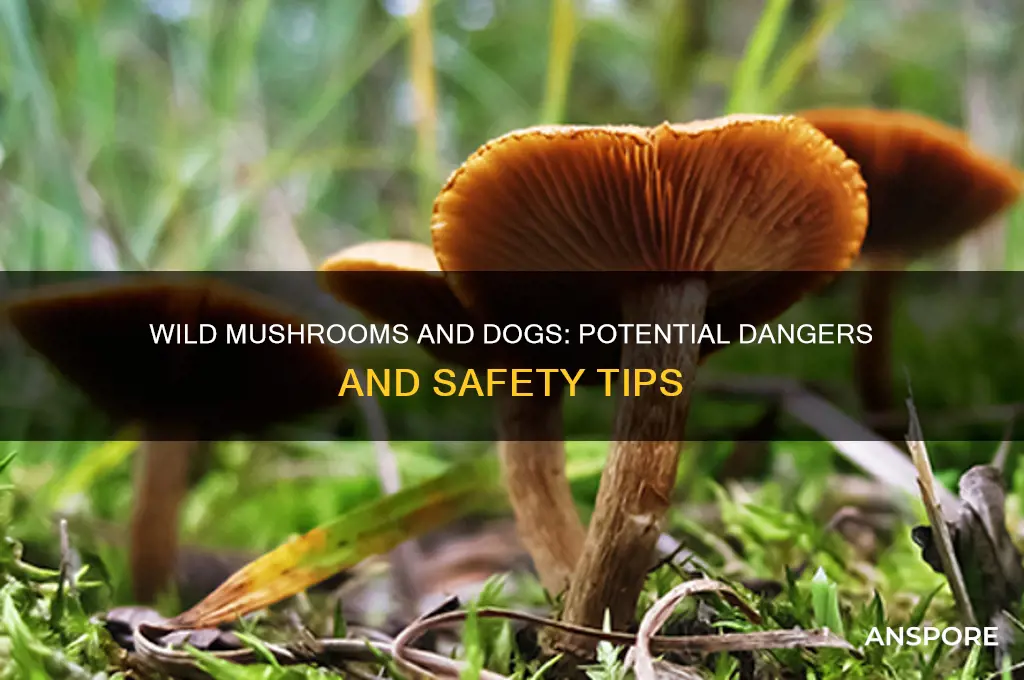 can wild mushrooms harm dogs