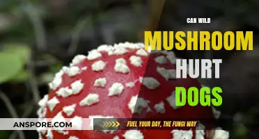 Wild Mushrooms and Dogs: Potential Dangers and Safety Tips