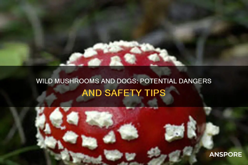 can wild mushrooms hurt dogs