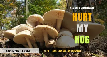 Wild Mushrooms and Hogs: Potential Dangers and Safe Foraging Tips