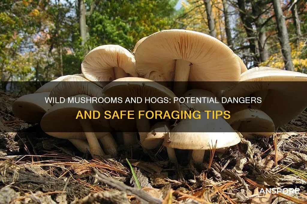 can wild mushrooms hurt my hog