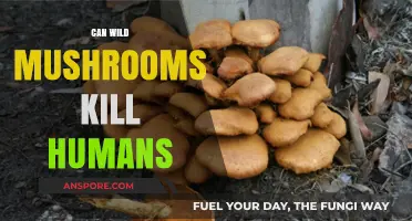 Deadly Fungi: The Hidden Dangers of Wild Mushrooms for Humans