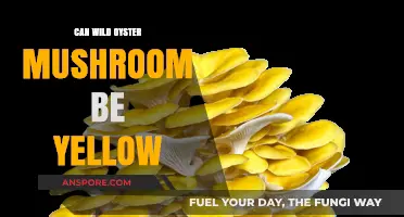 Are Wild Oyster Mushrooms Ever Yellow? Uncovering the Truth