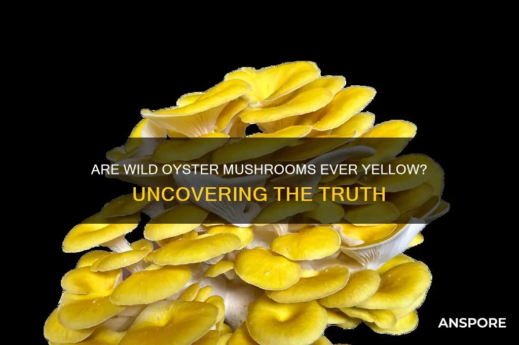 can wild oyster mushroom be yellow